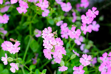Silene pendula pink flower in the garden