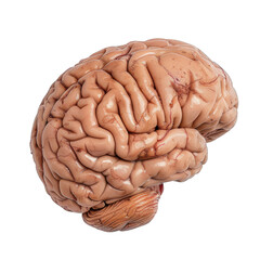 A brain is shown in a close up, with a white background