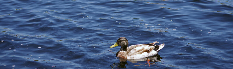 Female mallard duck on a blue lake