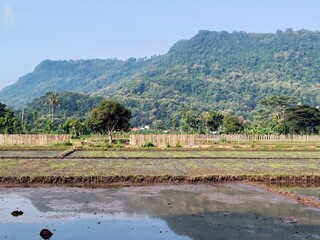 A view of rice fields to be planted, with plantations and hills in the background