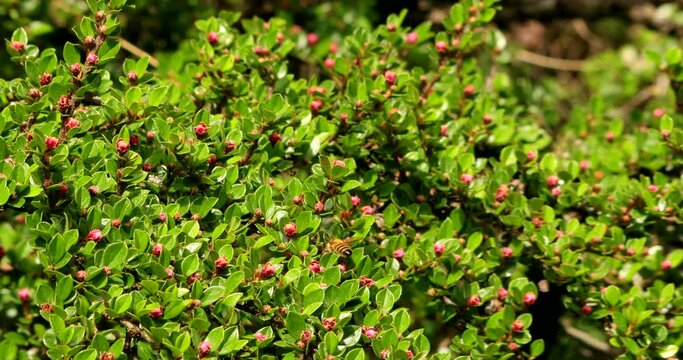 Close up of a branch of berry blossom sways in the wind - some honey bees are pollinating the flowers - nice background