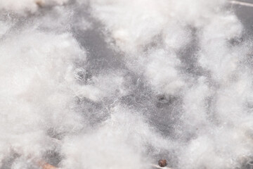 Fresh Silk Cotton known as Kapok. 
Its fibers are used as a filling and insulating material, the...