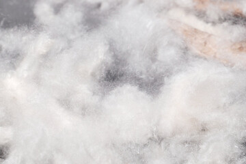 Fresh Silk Cotton known as Kapok. 
Its fibers are used as a filling and insulating material, the oil of the seeds as fuel and for cosmetics
