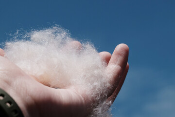 Fresh Silk Cotton known as Kapok. 
Its fibers are used as a filling and insulating material, the...