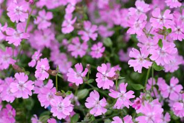 Silene pendula pink flower in the garden
