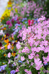 Naklejka premium Silene pendula pink flower in the garden