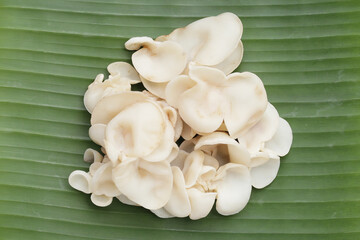 White jelly mushroom or white ear mushroom