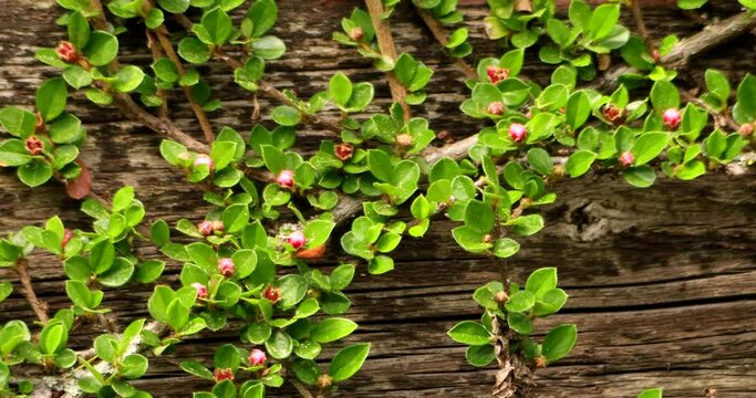 Blooming creeping cotoneaster in front of a wall made of old wooden boards - a honey bee flies past - nice background