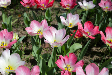 Beautiful tulip flower garden. The Expo 70 Commemorative Park, Osaka, Japan
