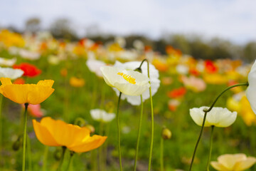 Beautiful poppy flower garden. The Expo 70 Commemorative Park, Osaka, Japan