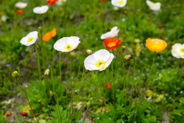 Beautiful poppy flower garden. The Expo 70 Commemorative Park, Osaka, Japan