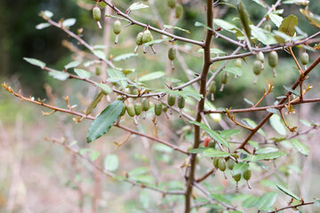 Fruits of elaeagnus pungens, Thorny-Olive