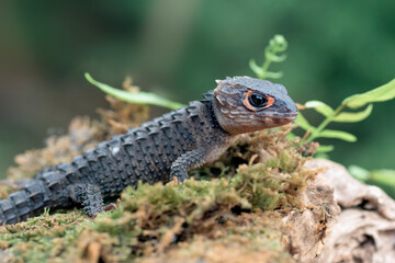 little dragon from east indonesia, crocodile skink