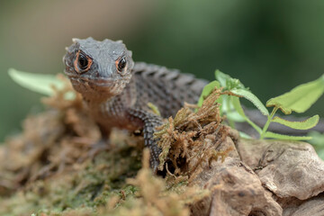 little dragon from east indonesia, crocodile skink