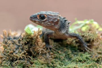 little dragon from east indonesia, crocodile skink
