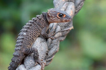 little dragon from east indonesia, crocodile skink