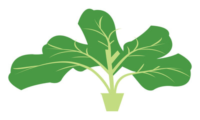 Spinach Vector Design And Illustration.