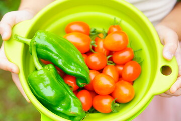 お庭で収穫した新鮮なミニトマトとピーマン