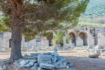 A lone pine tree stands among the ancient stone ruins, in Ephesus, Turkiye