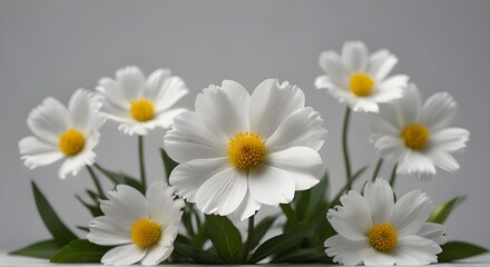 Obraz premium perennial flower white white back ground AI generated