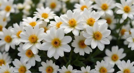 perennial flower white white back ground AI generated
