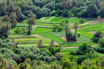 A section of the lush Tinerhir oasis in Morocco where fruit and vegetables are grown. Tinerhir is a town in the region of Draa-Tafilalet, south of the High Atlas Mountains.