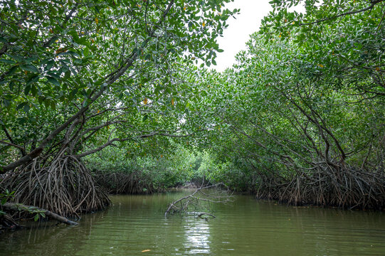 A section of mangroves on Pottuvil Lagoon on the east coast of Sri Lanka.
