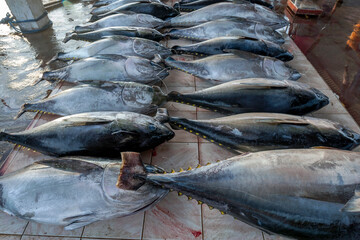 Freshly caught Yellow fin tuna for sale at the Negombo Fish Market at Negombo on the west coast of...