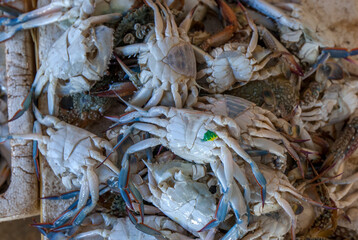 Freshly caught blue crabs for sale at the Negombo Fish Market at Negombo on the west coast on Sri Lanka.