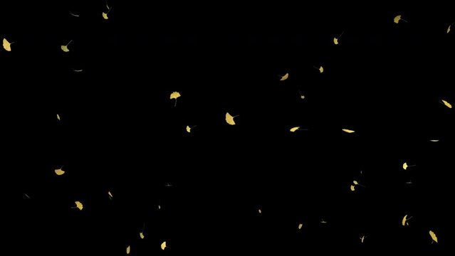 実写素材による舞い散るイチョウの葉・背景透過素材