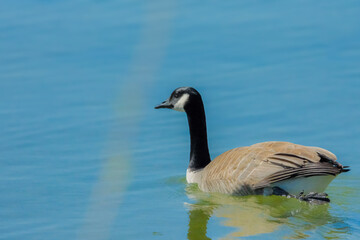 Obraz premium Canada goose on the lake.