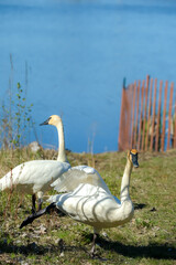 Swans on the lake.