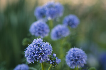 Obraz premium Tokyo,Japan - May 3, 2024: Closeup of blue-thimble-flower or bluehead gilia or blue field gilia or globegilia
