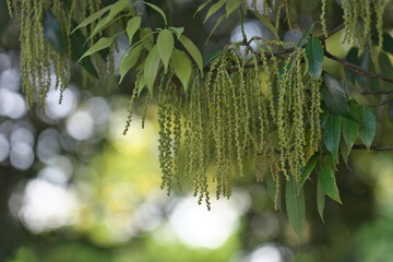 Tokyo,Japan - May 3, 2024: Flowers of Chinese evergreen oak