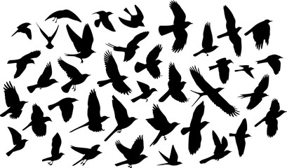 Silhouette d'oiseau en vol, noir sur fond blanc isolé