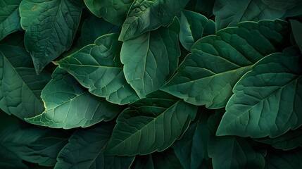 Obraz premium Tropical leaf background