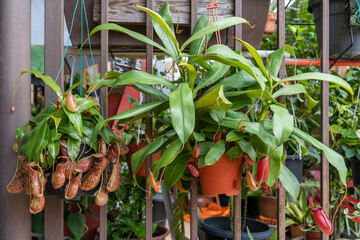 Close-up view of the Nepenthes Gaya and Nepenthes Bloody Mary. It is a beautiful tropical pitcher...