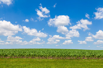 Corn field with blue sky