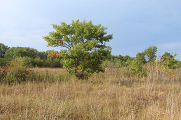 Fototapeta premium Single oak tree in a savanna in early autumn with brown tall grass at Illinois Beach State Park in Zion