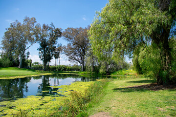 spring pond in the park