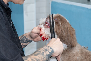 Two and a half year old brown and white Shih Tzu, receiving pet groomed_50.