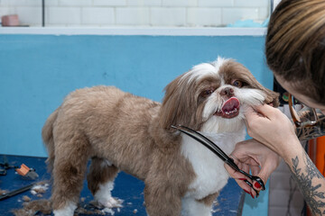 Two and a half year old brown and white Shih Tzu, receiving pet groomed_52.