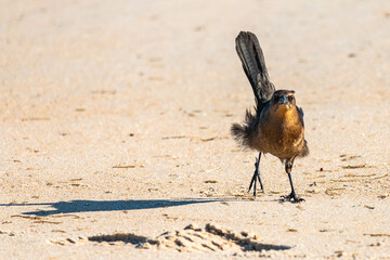 Female Boat Tail Grackle on the Beach