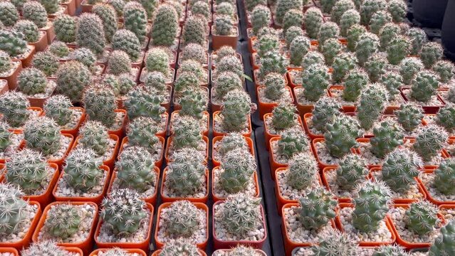 Mammillaria gracilis cv