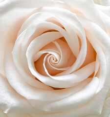 Macro close-up of a single white rose