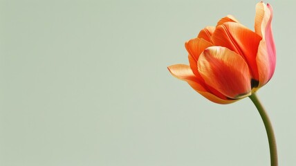 Single orange tulip against pale green background