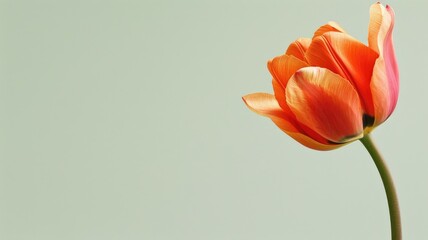 Fototapeta premium Single orange tulip against pale green background