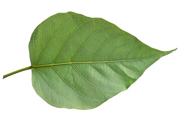 Obraz premium Bodhi leaf, isolated on white