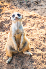 Meerkat, Suricata suricatta, on hind legs. Portrait of meerkat standing on hind legs with alert expression. Portrait of a funny meerkat sitting on its hind legs.