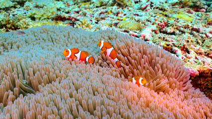 anemone fish 